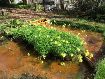 カタバミの花の写真