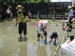 田植えの写真（4）