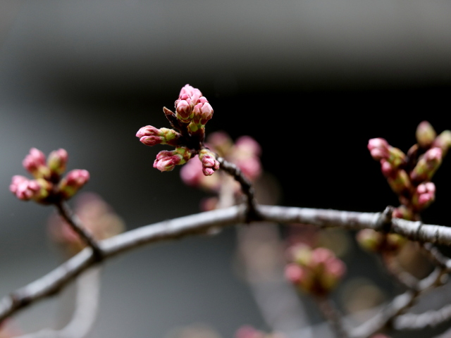 2022年3月19日の桜