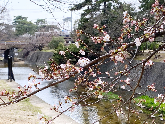 2022年3月25日の桜