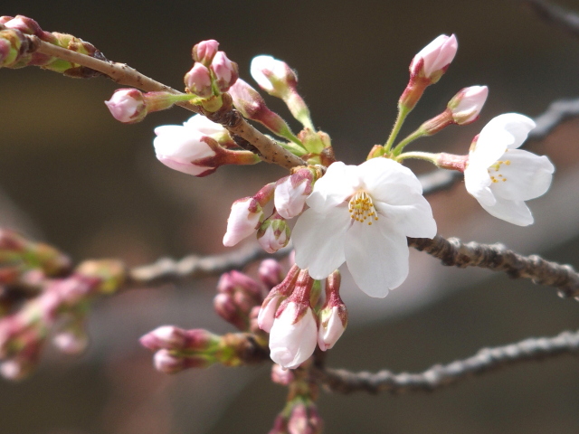 2022年3月25日の桜