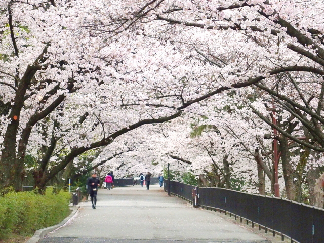 2022年4月1日の桜