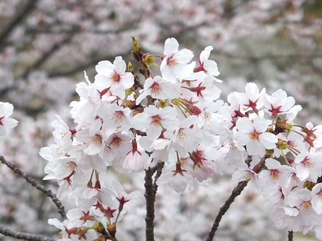 2022年4月1日の桜