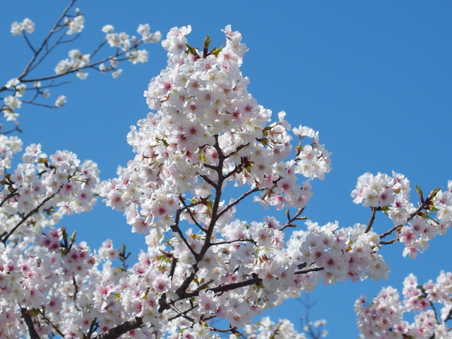 2022年4月4日の桜