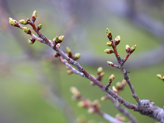 2023年3月17日の桜