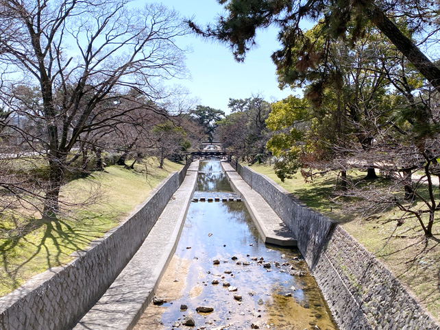 2023年3月20日の桜