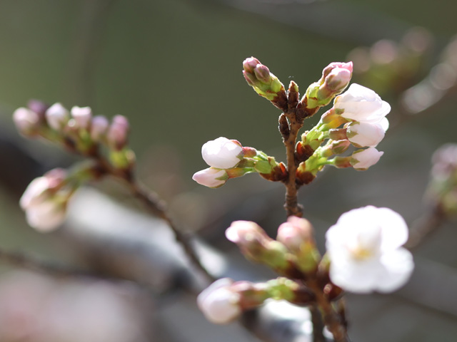 2023年3月20日の桜