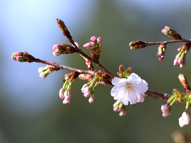 2023年3月22日の桜