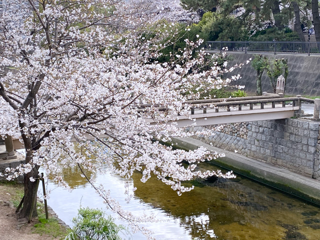 2023年3月27日の桜