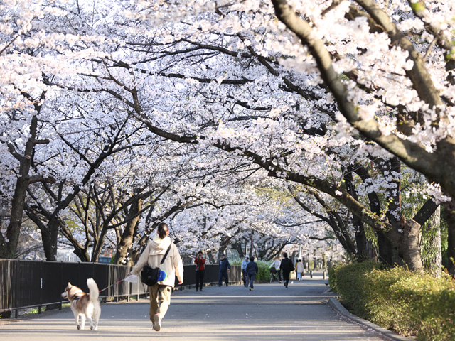 2023年3月29日の桜