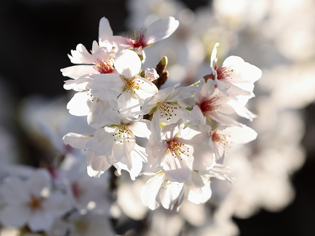 2023年3月29日の桜