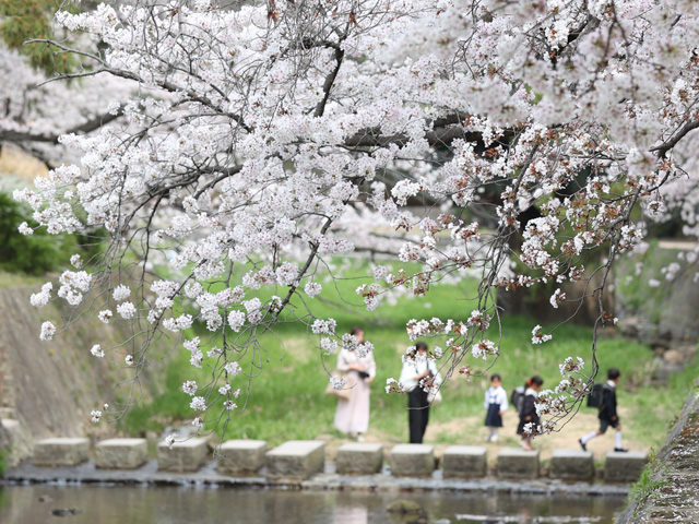 2023年3月31日の桜