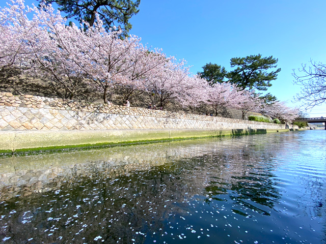 2023年4月3日の桜