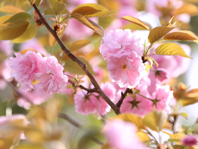 2023年4月5日の桜