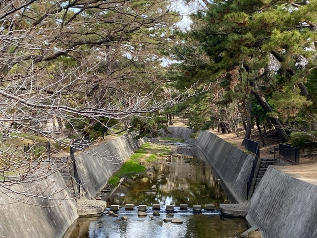 2024年3月18日の桜