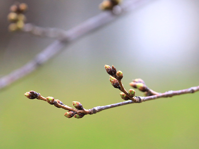 2024年3月18日の桜