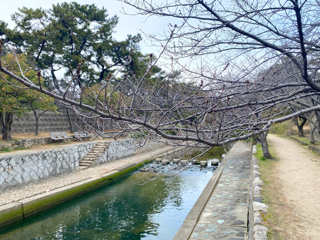 2024年3月21日の桜