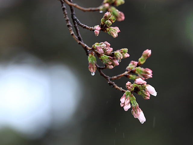 2024年3月26日の桜