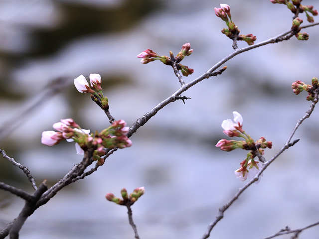 2024年3月28日の桜