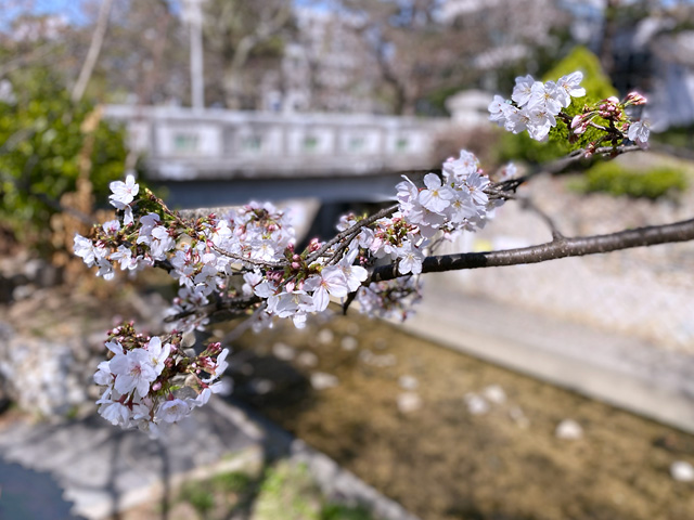 2024年4月1日の桜