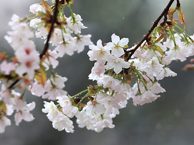 2024年4月3日の桜