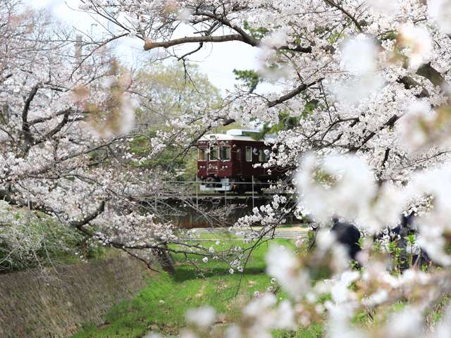 2024年4月5日の桜