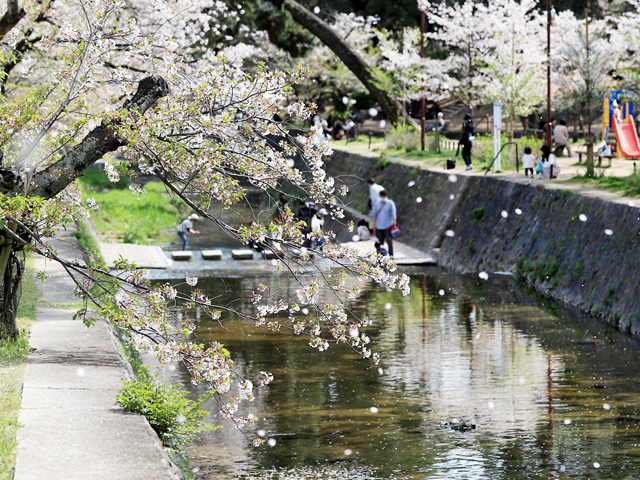 2024年4月11日の桜