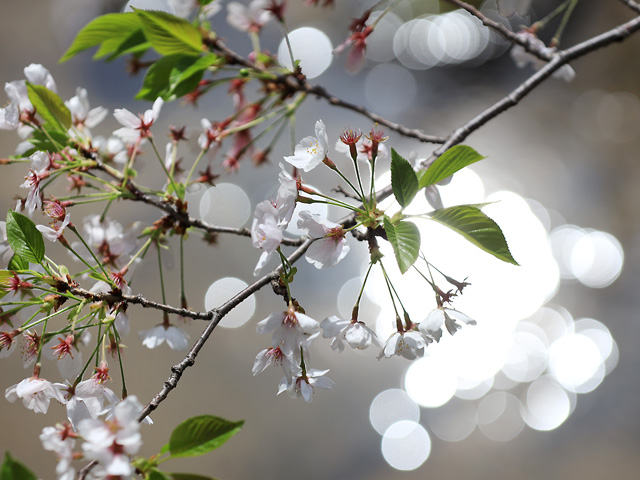 2024年4月11日の桜