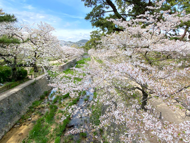 2024年4月12日の桜