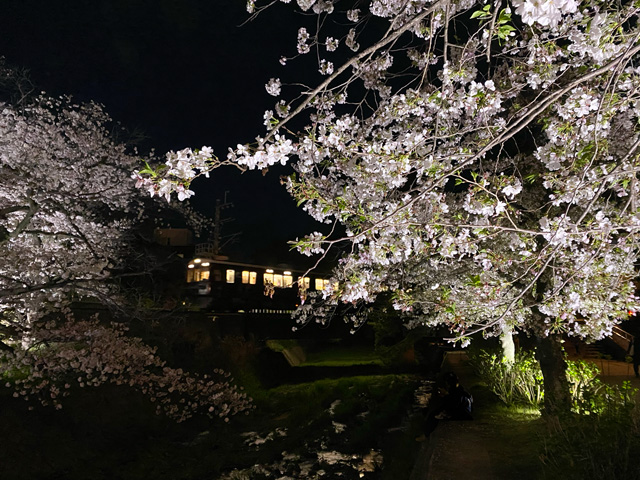 2026年4月5日の桜