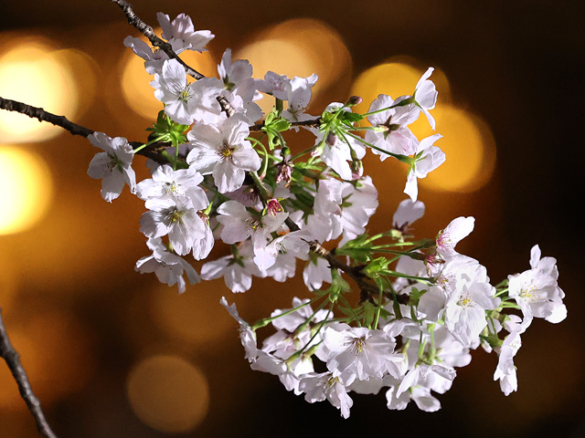 2026年4月5日の桜