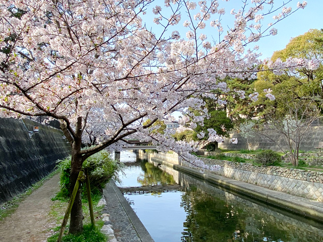 2026年4月6日の桜