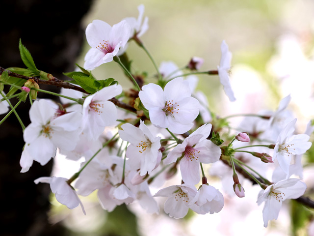 2026年4月6日の桜
