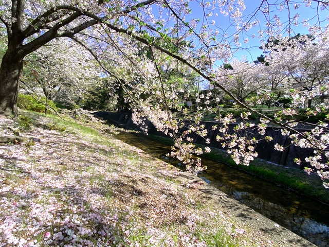 2026年4月8日の桜
