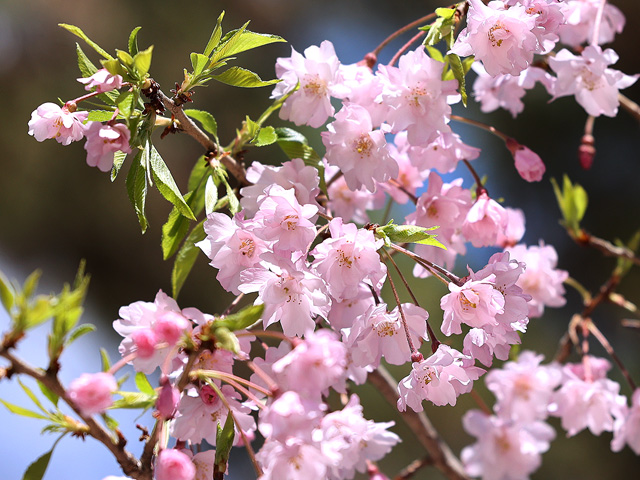 2026年4月8日の桜