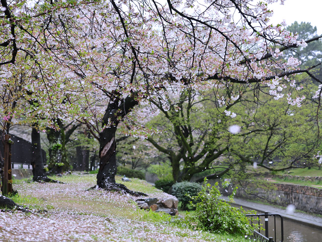 2026年4月10日の桜