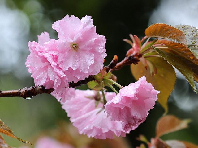 2026年4月10日の桜