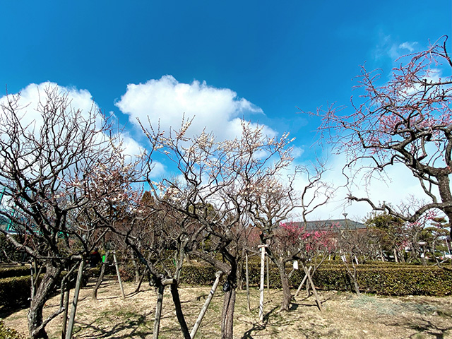 2022年2月17日の梅