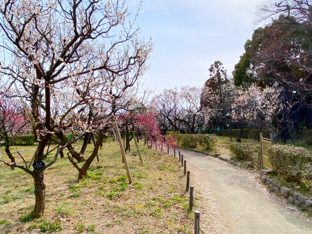 2022年3月11日の梅