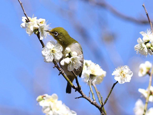 2023年2月20日の梅