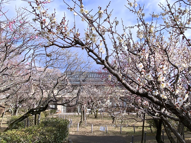 2024年2月6日の梅