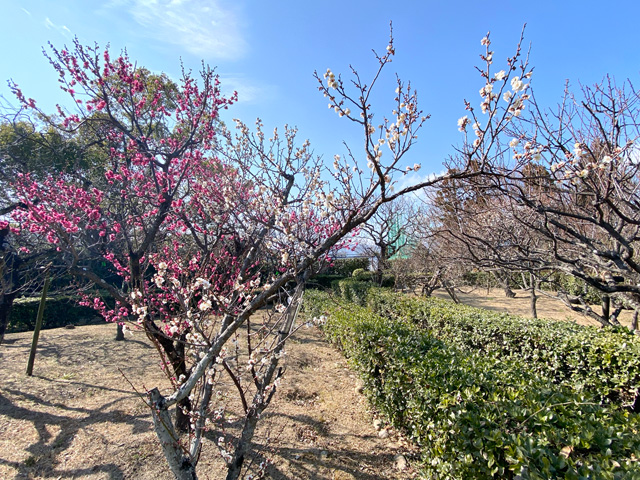 2026年2月4日の梅
