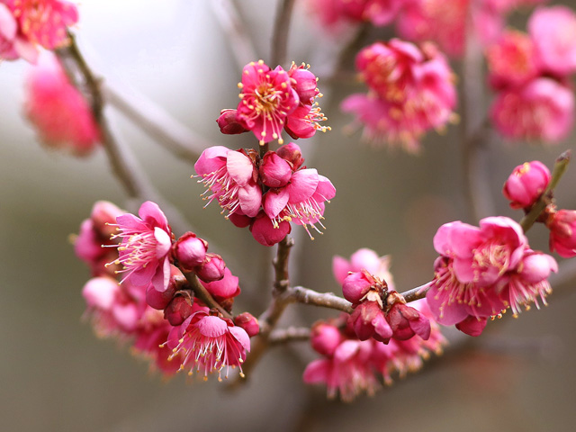 2026年2月6日の梅