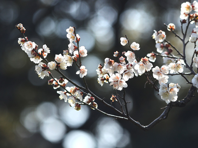 2026年2月10日の梅