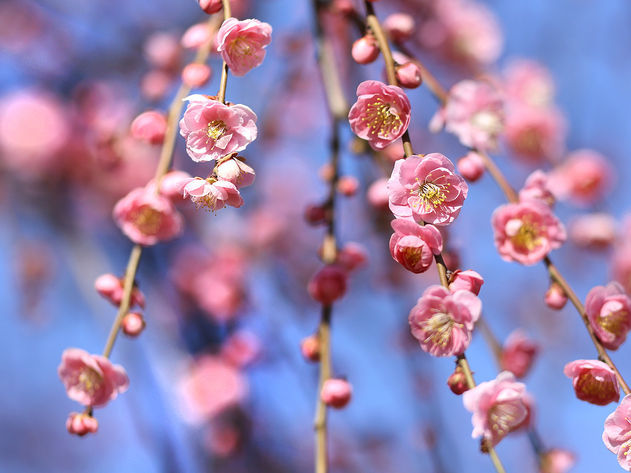 2026年2月17日の梅