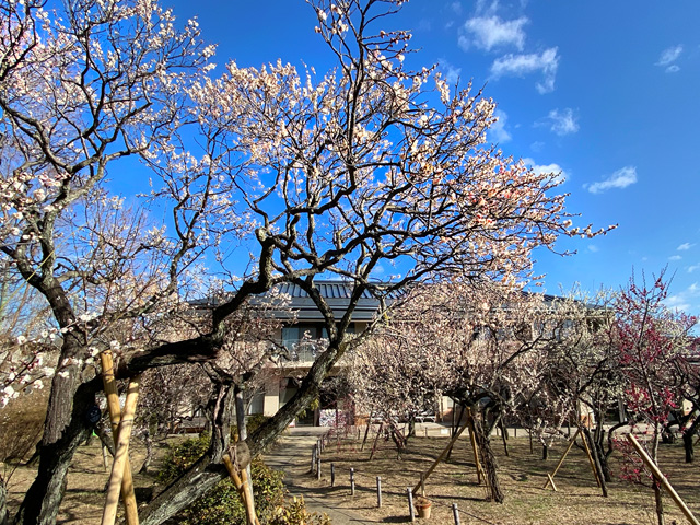 2026年2月19日の梅