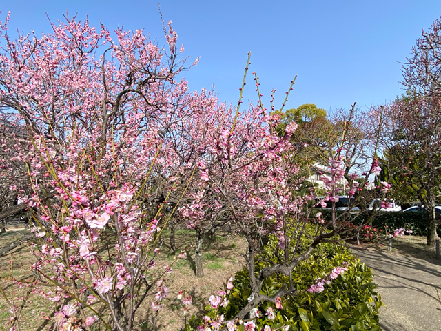 2026年2月23日の梅