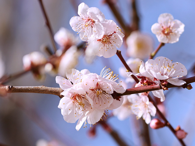 2026年3月1日の梅