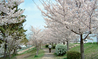 武庫川河川敷緑地