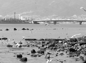 写真：甲子園浜の干潟